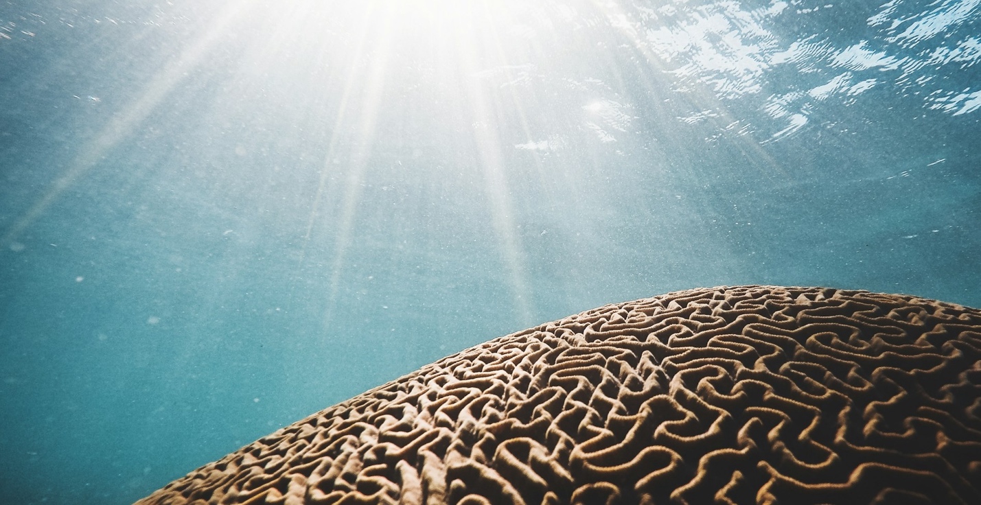 A coral formation, resembling a brain that is dealing with a very bright light coming from above